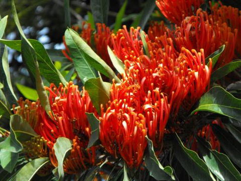 Summerland Garden Centre - Renee 0