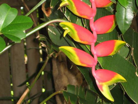 Summerland Garden Centre - Renee 1