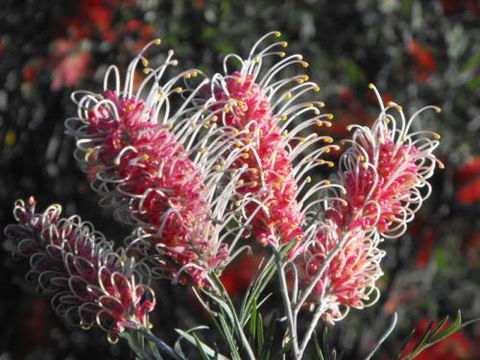 Summerland Garden Centre - Renee 2