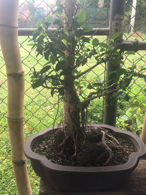 Nurseries Wholesale Renee