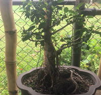 Bonsai Bliss - Internet Find