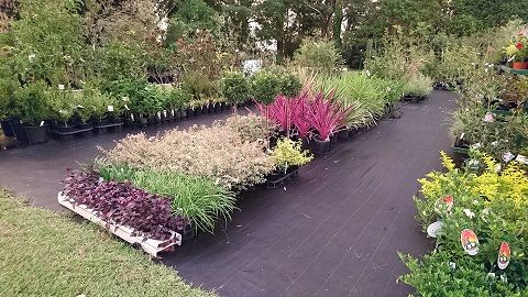Nurseries Garden Centres Medowie NSW Internet Find