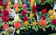 Old Farm Nursery - thumb 2