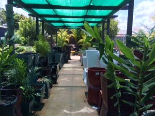 Pickos Plants - Renee 1