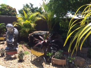 Pickos Plants - Renee 2