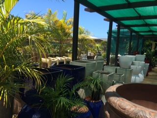 Pickos Plants - Renee 3