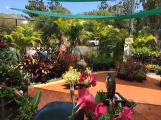 Pickos Plants - Renee 4