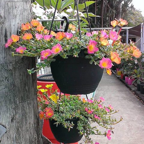 Doonan Valley Garden Centre - Renee 0