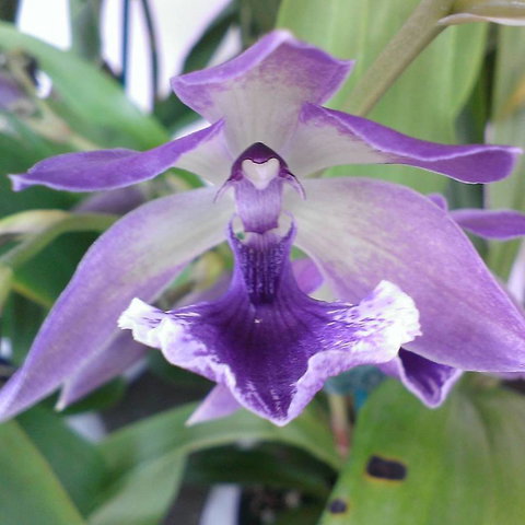 Doonan Valley Garden Centre - Renee 1