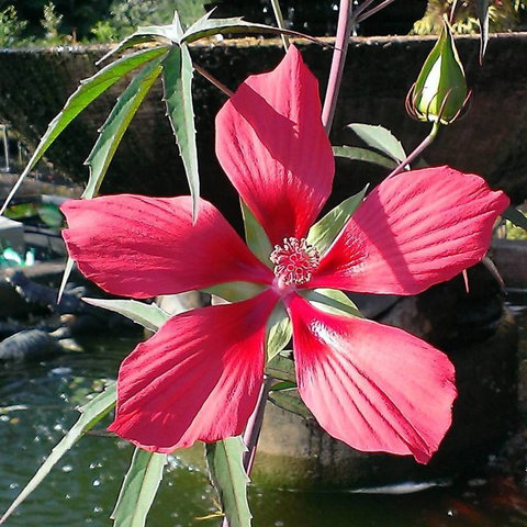 Doonan Valley Garden Centre - Renee 3