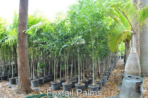 Bluewater Palms - Petrol Stations 1