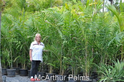 Bluewater Palms - Petrol Stations 2