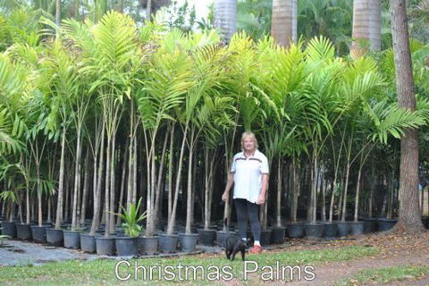 Bluewater Palms - Petrol Stations 4