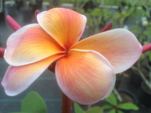 Nurseries Garden Centres Uki NSW Internet Find