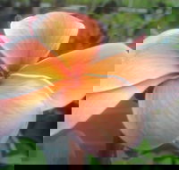 Frangipanis R Us - Internet Find
