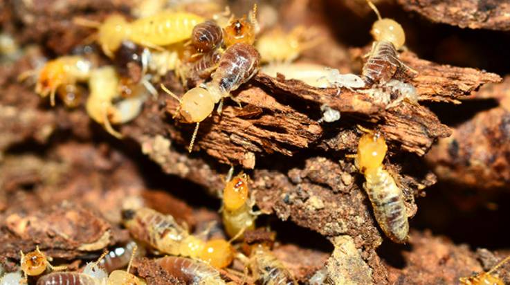 Pest Control Bundaberg QLD Internet Find