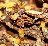 Wide BayBurnett Pest Management - Internet Find