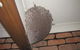 Blue Gum Pest Control Coolum - thumb 1