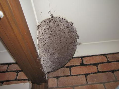 Blue Gum Pest Control Coolum - Swimm 1