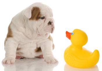Pet Sitting Bundaberg QLD Renee