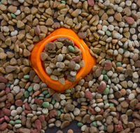 Everyday Pet Store - Renee