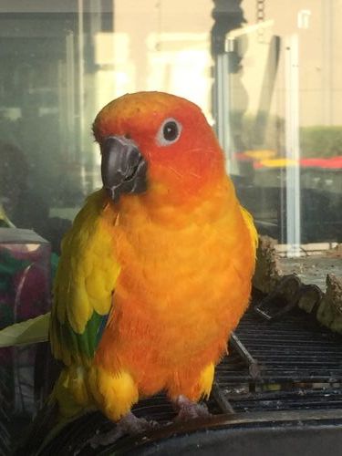 Pet Shops Taylors Beach NSW Internet Find