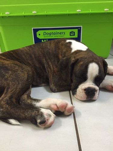 Dogtainers Cairns - Internet Find 0