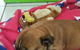 Dogtainers Cairns - thumb 1