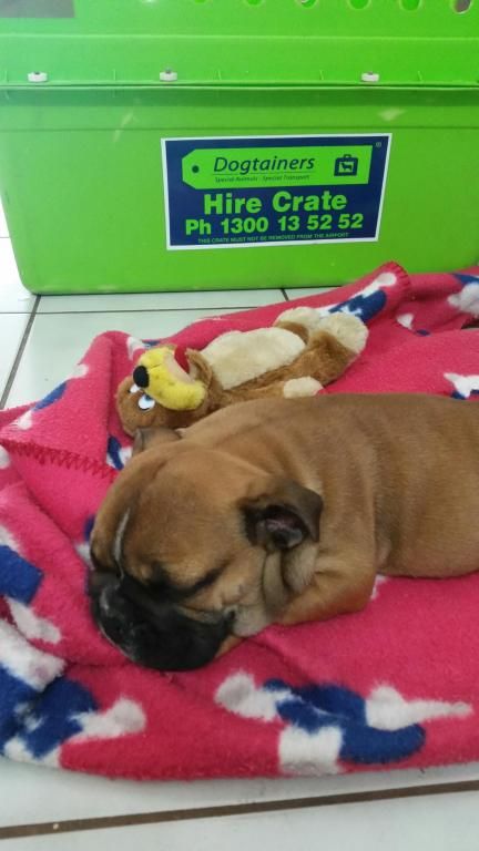 Dogtainers Cairns - Internet Find 1