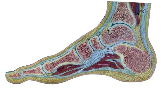 Podiatrists Adamstown NSW Petrol Stations