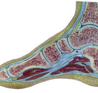 The Hunter Foot Clinic - Internet Find