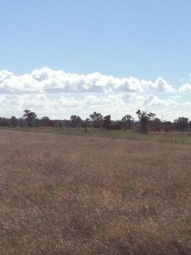Poinciana Park Fodder Production - Renee 1