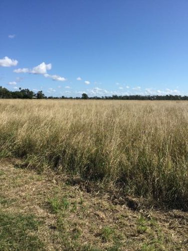 Poinciana Park Fodder Production - Renee 2