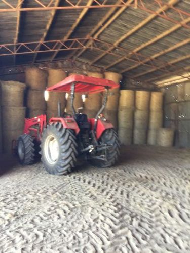 Poinciana Park Fodder Production - Renee 3