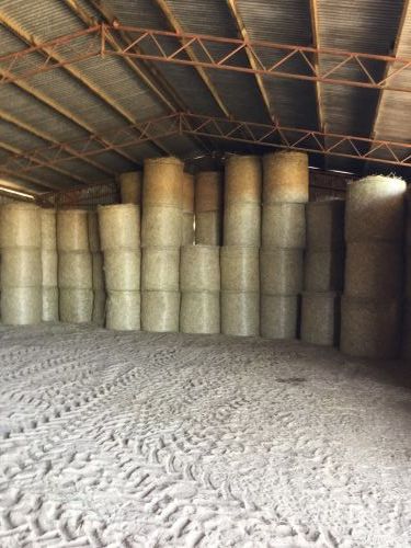 Poinciana Park Fodder Production - Renee 4