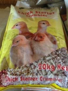 Wandal Need & Feed - Renee 1