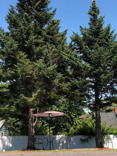 Admiral Motel - Renee 11