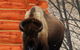 The Roosevelt Hotel - Yellowstone - thumb 40