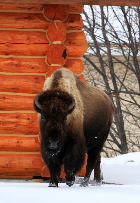The Roosevelt Hotel - Yellowstone - Renee 40