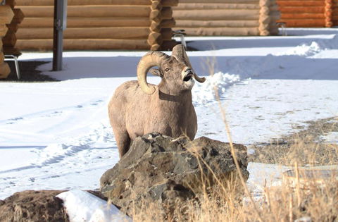 The Roosevelt Hotel - Yellowstone - Renee 37