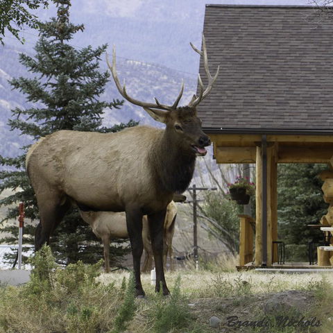 The Roosevelt Hotel - Yellowstone - Renee 39