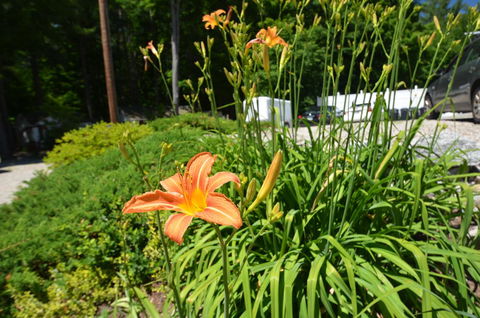 The Cottages Of Wolfeboro - Renee 43