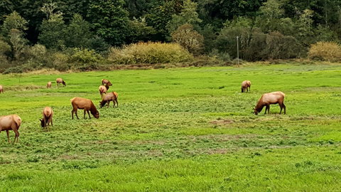 Winchester Bay Inn - Internet Find 21