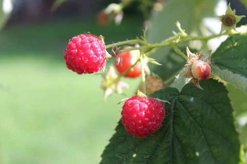 The Queen, A Victorian Bed & Breakfast - Internet Find 20