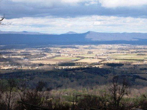 LL Red Bud - Renee 15