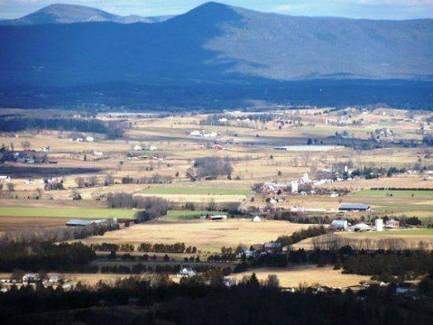 LL Red Bud - Renee 16