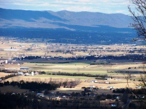 LL Red Bud - Renee 14