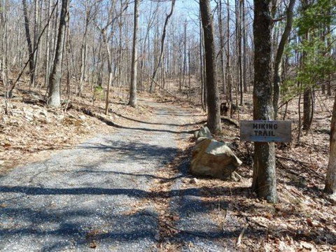 LL Red Bud - Renee 11