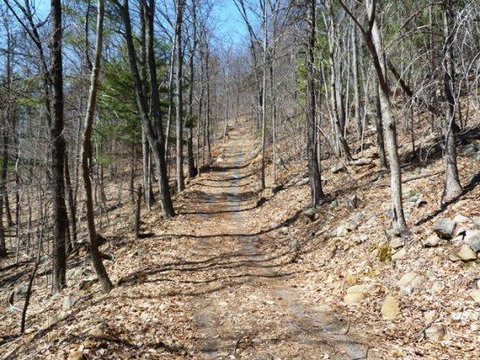 LL Red Bud - Renee 12