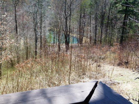 LL Red Bud - Renee 8